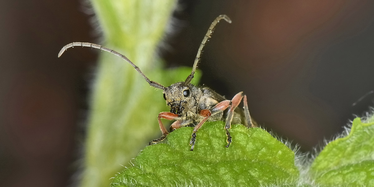 Phytoecia sp? - Phytoecia vulneris